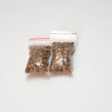 Croton Seeds 100s